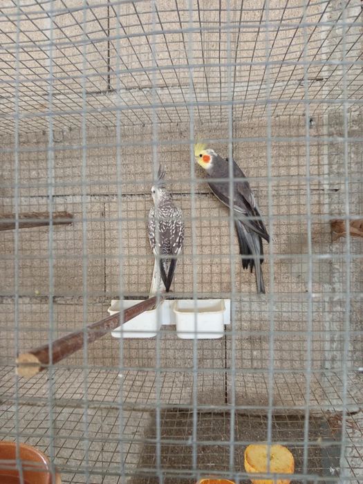 Casal Caturras para cedencia