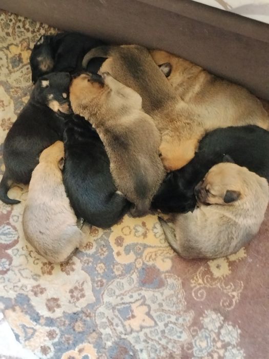 Oddam piski w dobre ręce