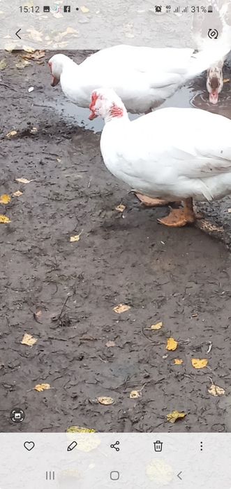 1 молода качка важкоi нiмецькоi лiнii змiнить мicце проживання 500 гр