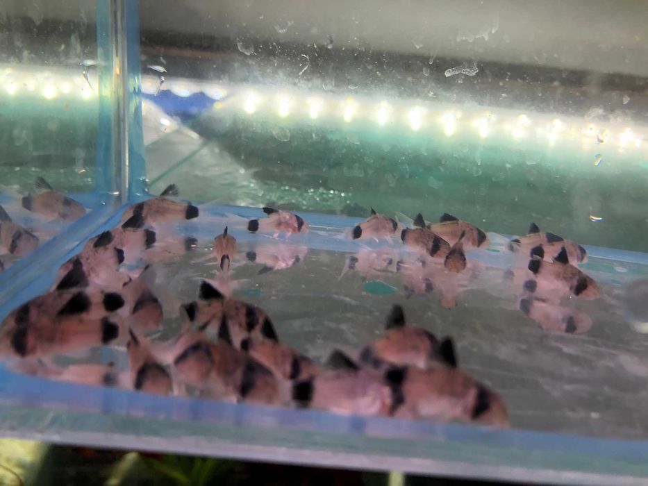 Kirys Panda sum Panda