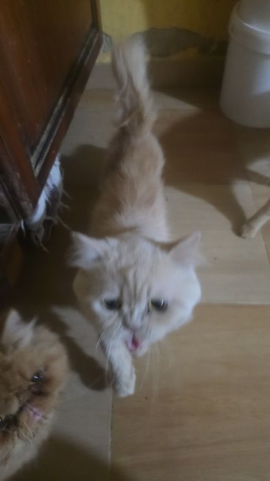 Gatos persas para dar a pessoas responsáveis