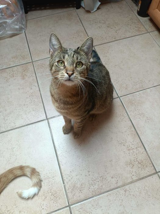 Eddie – profesjonalny pogromca wędek i kulek szuka domu!