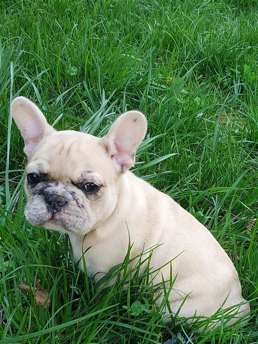 Кобель французского бульдога