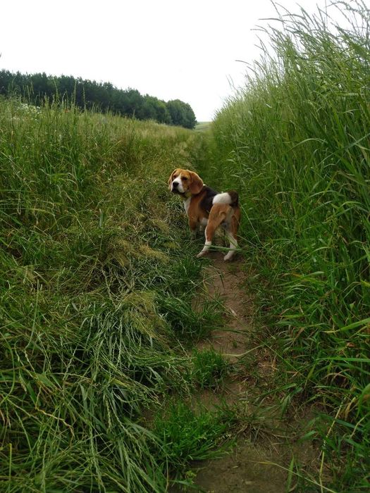 Бігль, бигль, в'язка.