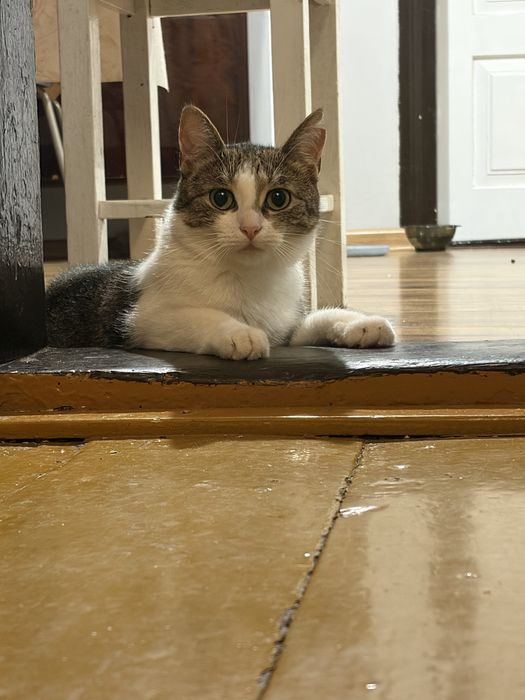 Piękne kocie siosrty do adopcji