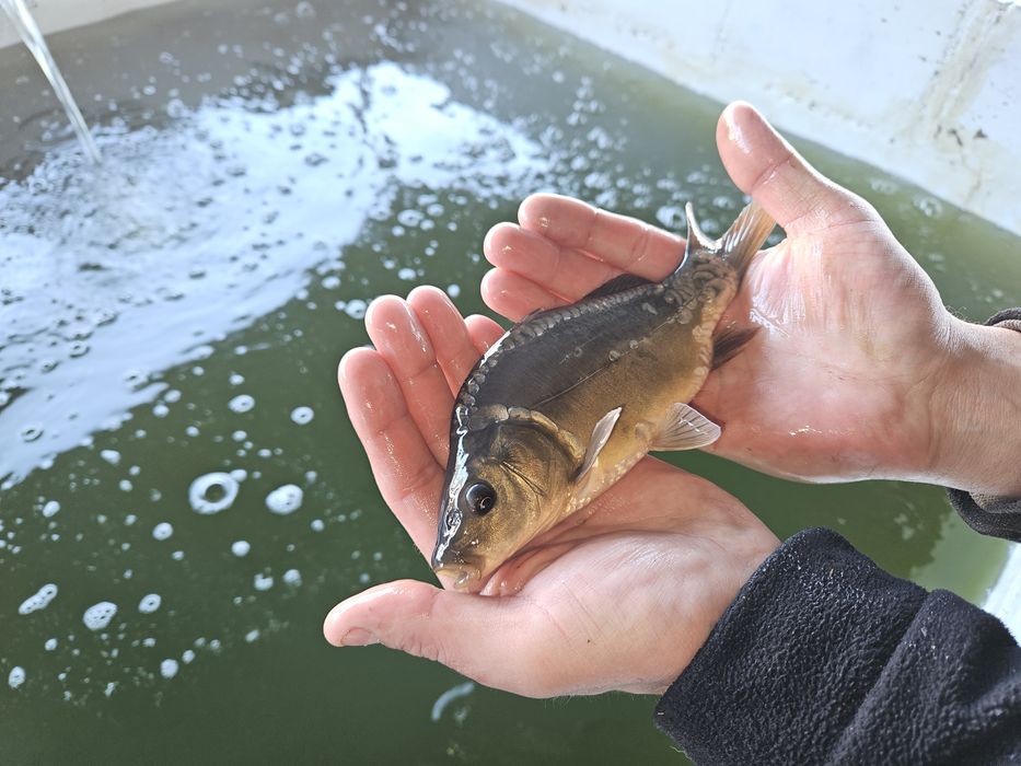 Karp Narybek Kroczek Karpia