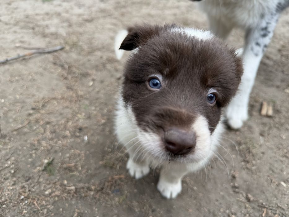 Border Collie piesek