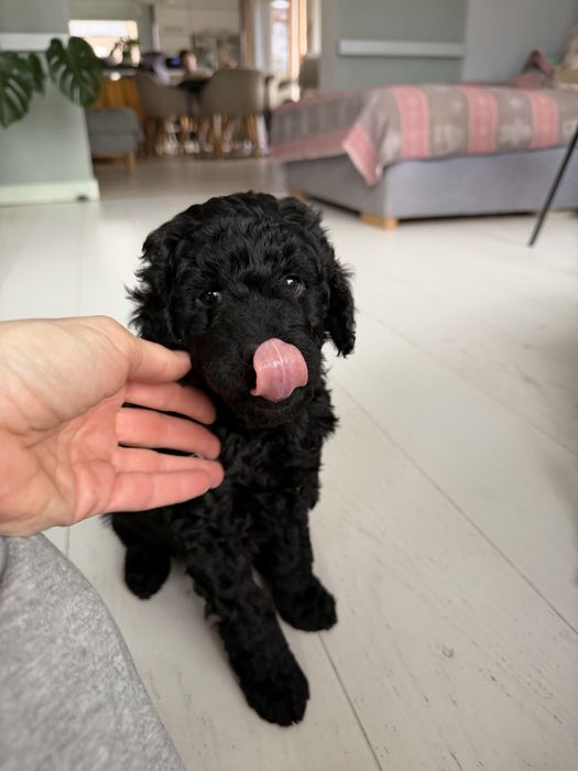 Śliczna suczka GOLDENDOODLE (mocny skręt)