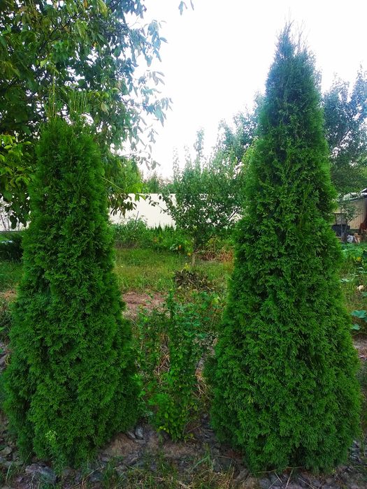 Туя смарагд, самшит. Ёлка.