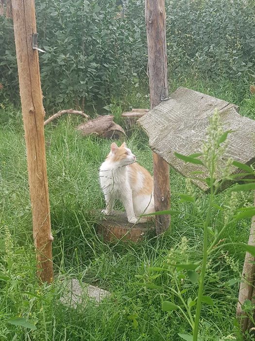 Karolek kocurek do adopcji