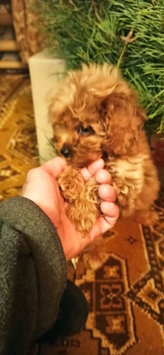 Девочка мальтипу