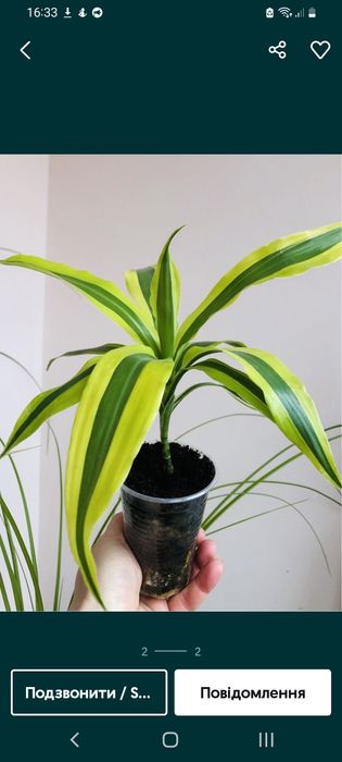 Обмін  кордоліни