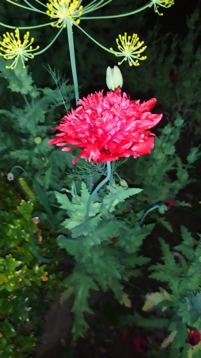 Мак и ромашка семена