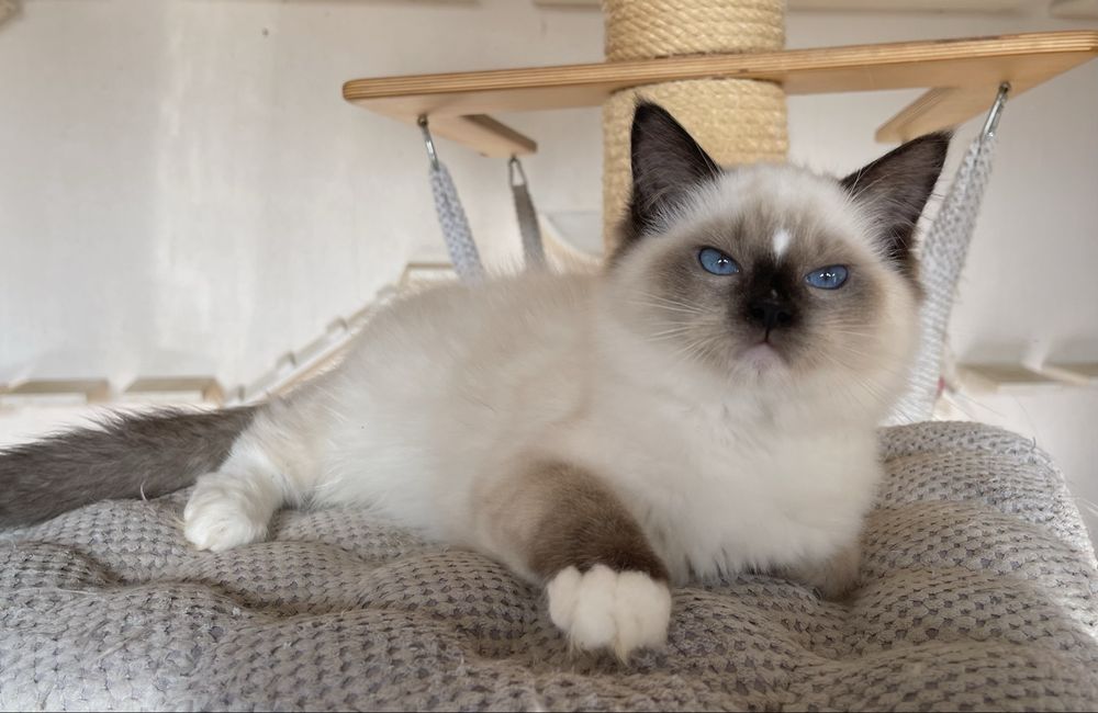 Kocurek Ragdoll Cenzo  seal mitted, rodowód FPL
