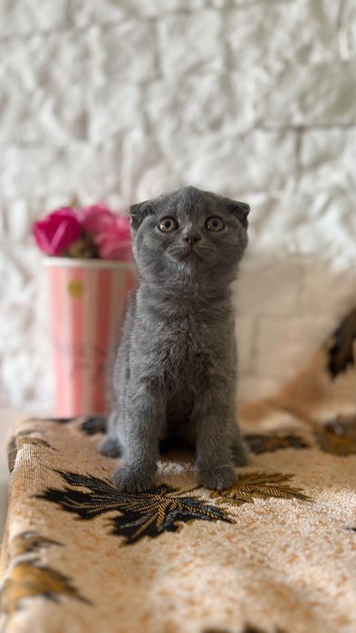 Маленькі милі кошенятка