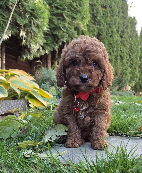 Cavapoo Samczyk F1B