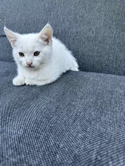 Отдам котенка 3 месяца - девочка
