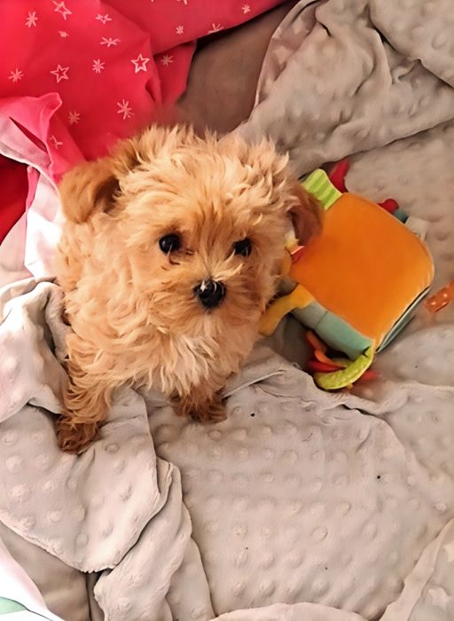 Maltipoo sunia xxs loczki