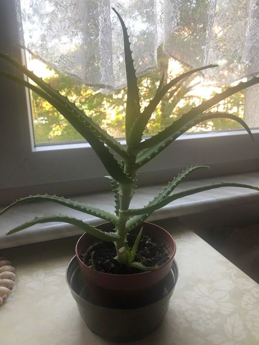 Aloes leczniczy drzewiasty,  50 zł