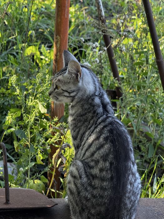 Кошеняток можна бронювати