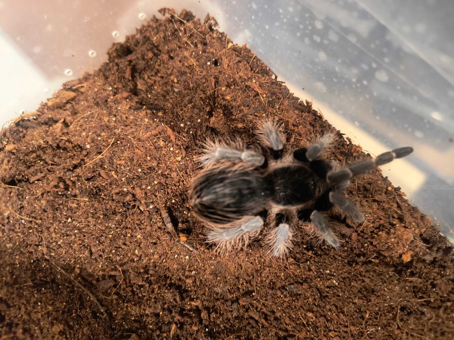 Nhandu carapoensis samiczka
