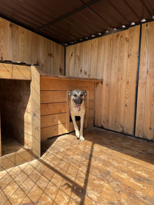 Песики, собаки, Київ, щукають родину, безкоштовно