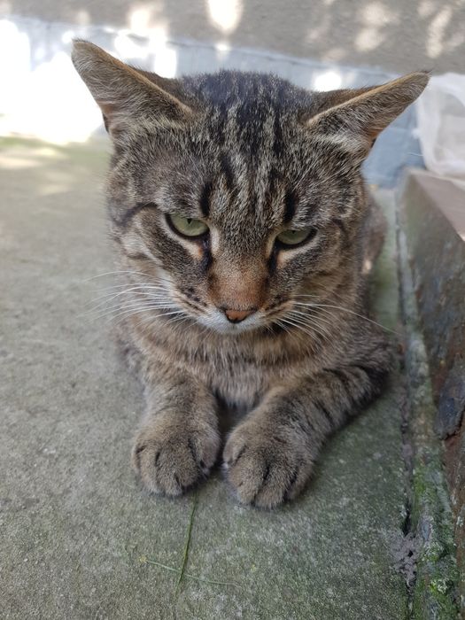 Шикарний полосатий кіт в добрі руки