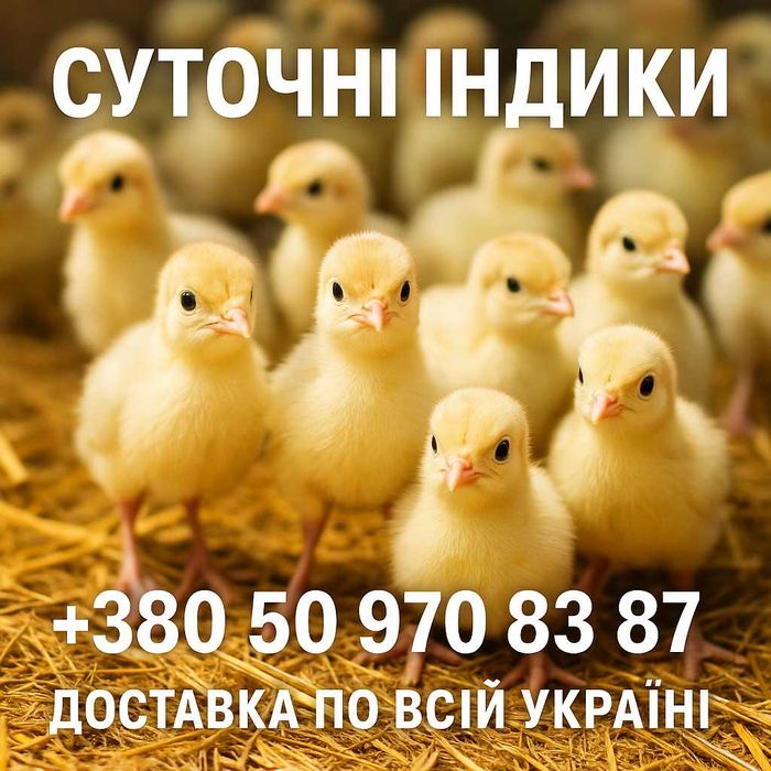 Индюк суточный Белый Широкогрудый