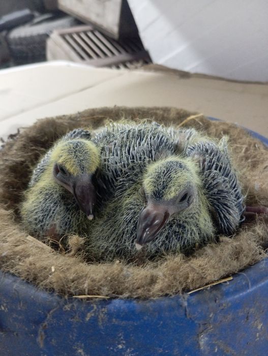 Młode gołębie pocztowe od MISTRZA