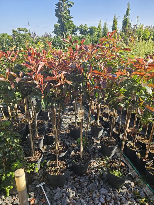 Tuja szmaragd 60-70cm,80-95,110-125cm