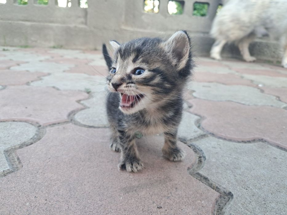 Віддам кошеня в добрі руки