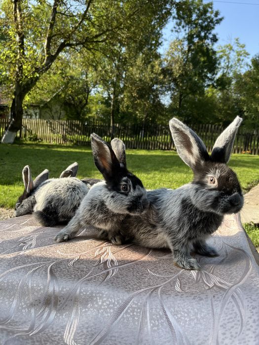 Кролі молді кролики Європейське Срібло