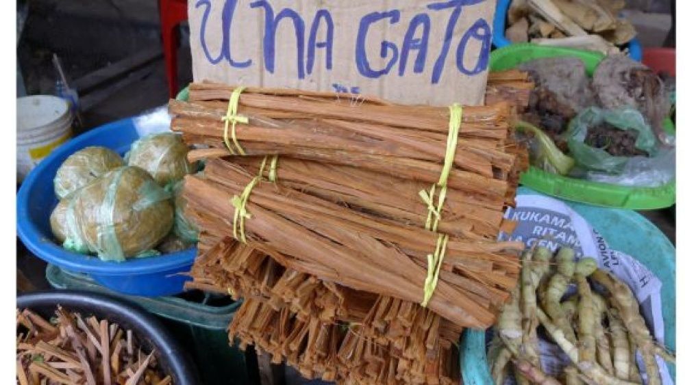 Unha de Gato do Perú