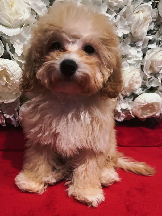 Шикарна дівчинка медвежатко