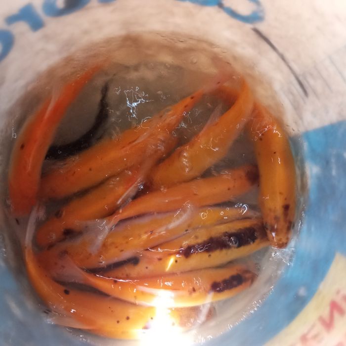 Karasie ozdobne do oczek wodnych