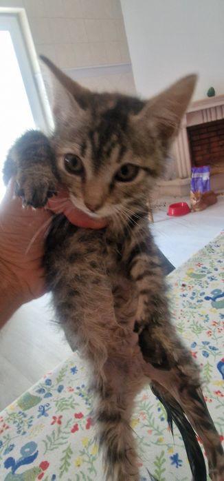 Dá se gatinha  bebé