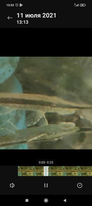 Стурисома панамская ,фарловелла обыкновенная.Гуппи,анциструсы,цихлиды