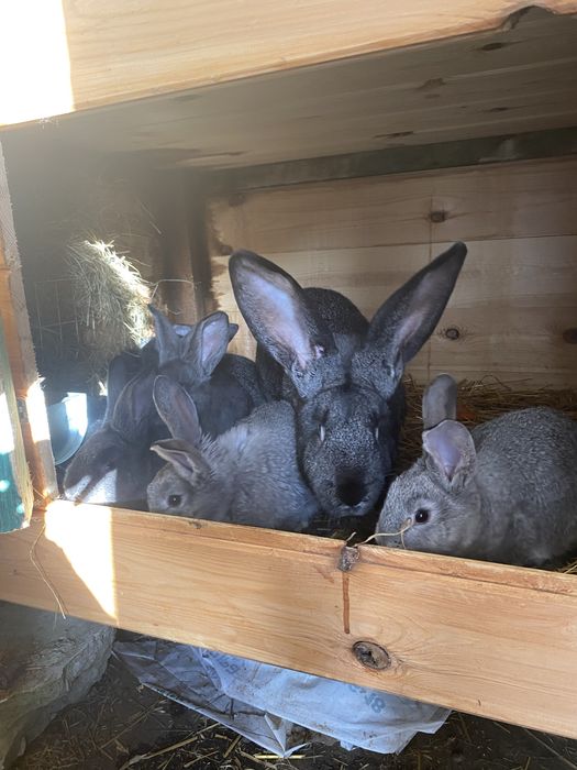 Samica z młodymi ojciec Belg