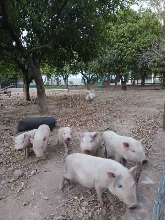 Poorcoos anões.!