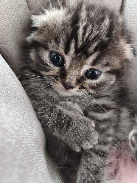 Кошеня скотіш страйт