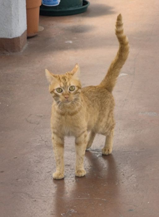 Gatinho para adocao