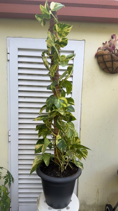 Planta jiboia | Epipremnum aureus.