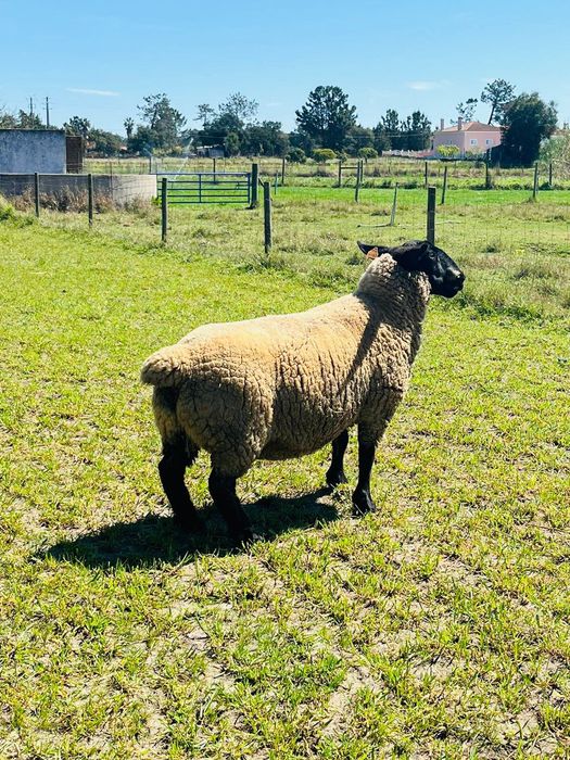 Vendo Ovelhas, Carneiro e Borrego Suffolk