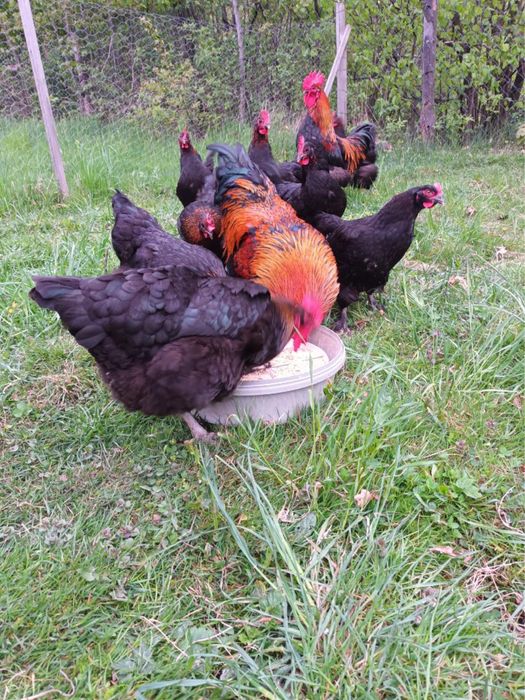 Marans miedzianoszyji jaja lęgowe