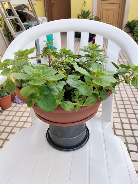 Lindo vaso com planta maravilha