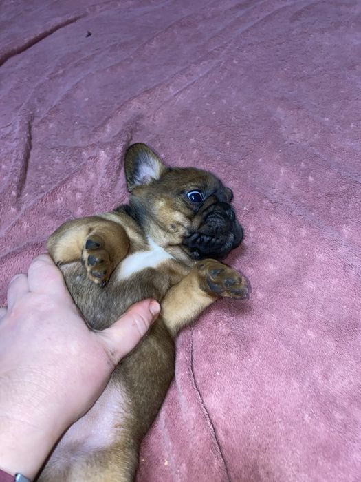 Великий хлопчик французик