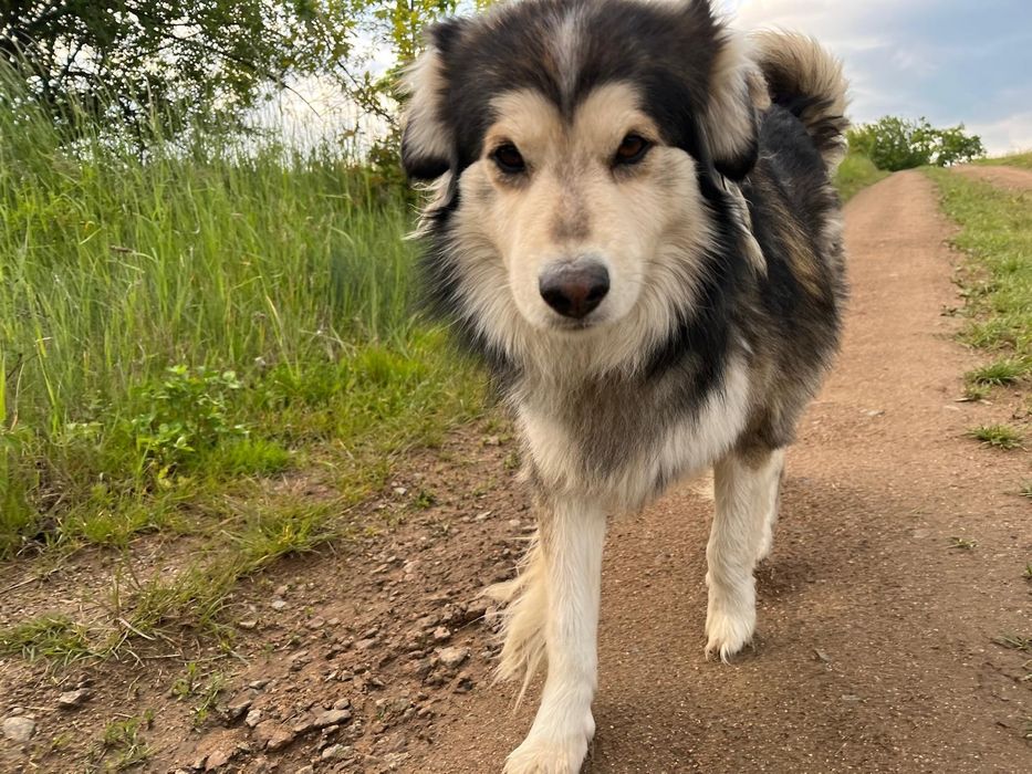 Zaginął pies Dżeki /Laski woj.dolnośląskie