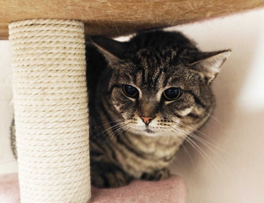 Гарненька ласкава кішечка Аріша терміново, 1.5 р кошка, кішечка, киця