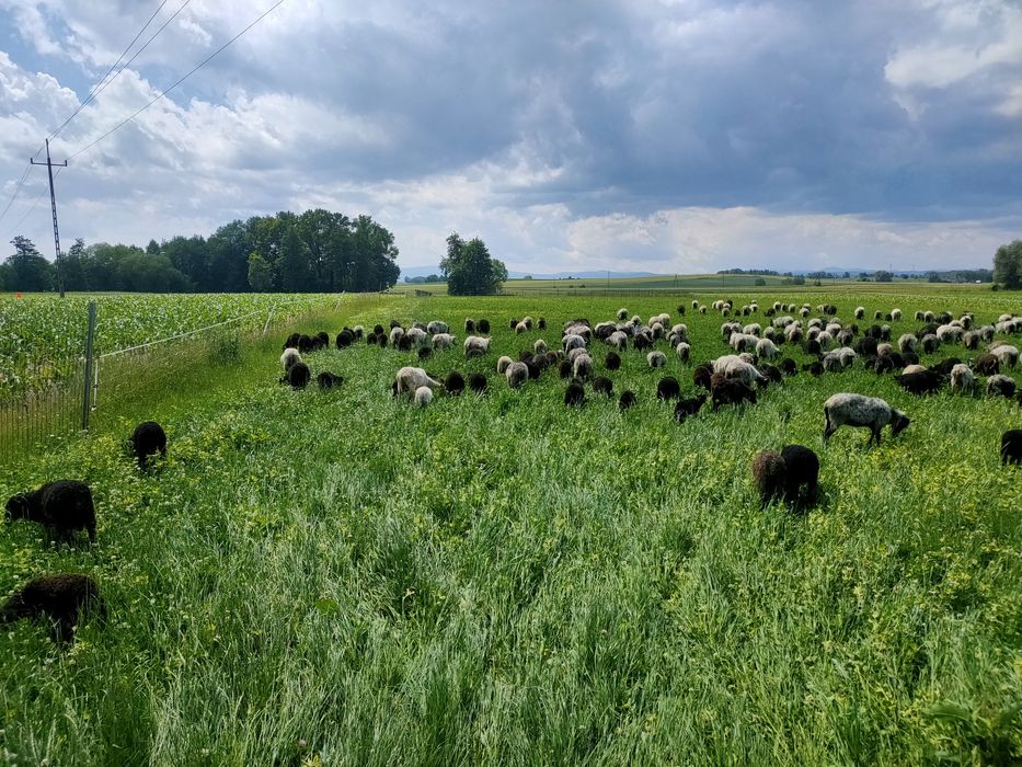 Owce Wrzosówka stado cena za sztukę