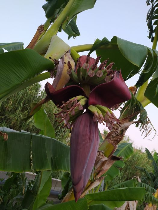 Bananeiras envasadas vários tamanhos